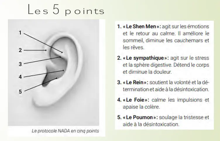 Les 5 points de l'oreille stimulés en auriculothérapie pour accompagner le sevrage des addictions.